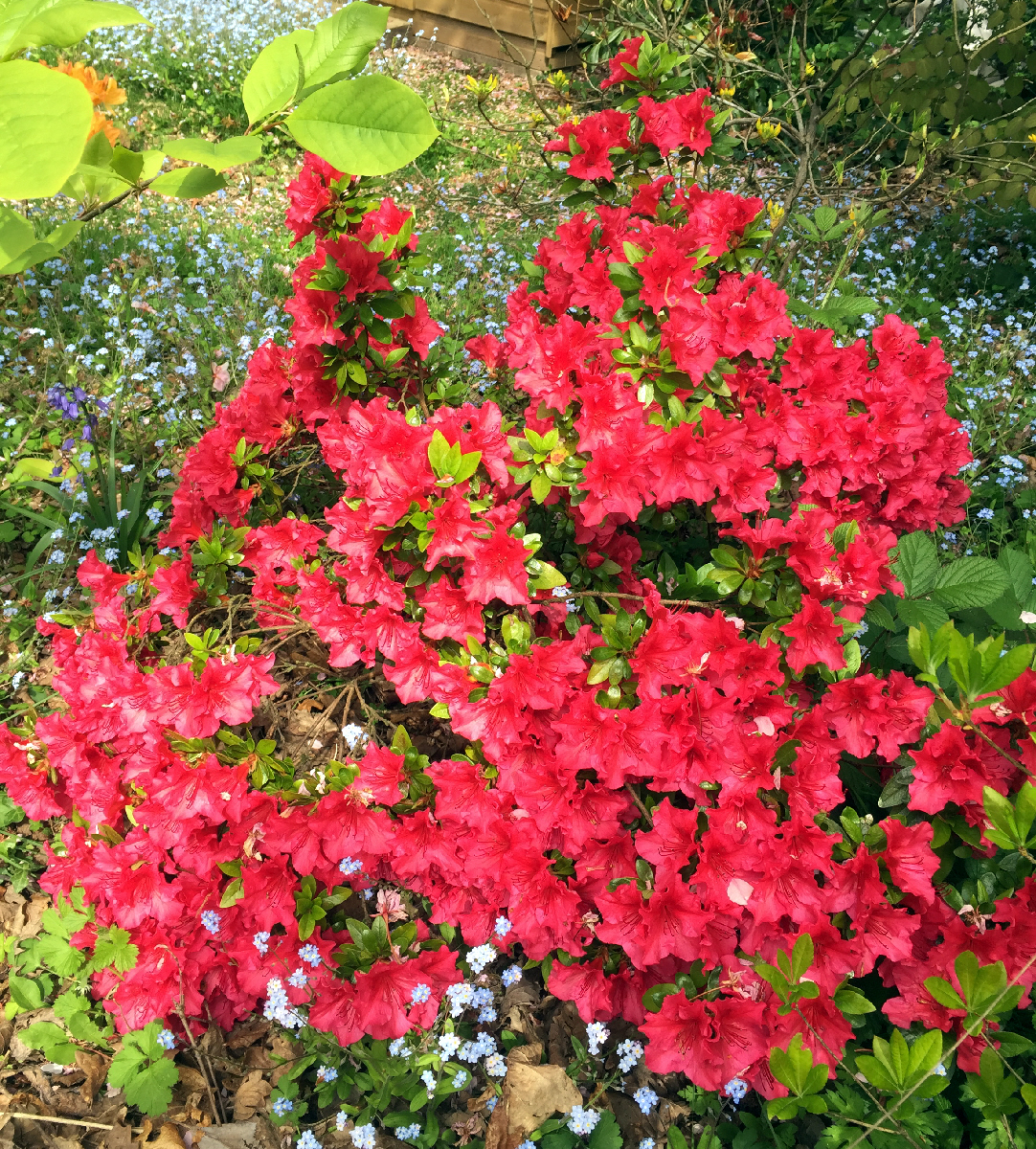 Maruschka